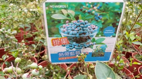 藍莓 樹苗